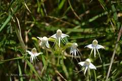 Habenaria rariflora